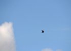 Boerenzwaluw (Egyptische) (Hirundo rustica savignii) - Ogii Nuur 14-08-2016
